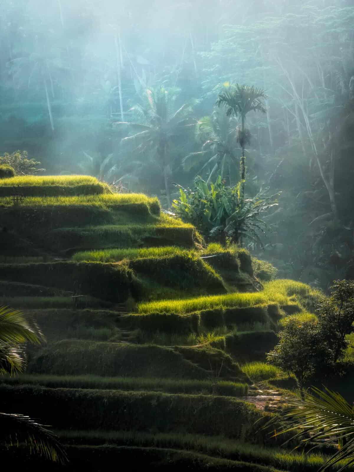 bali
